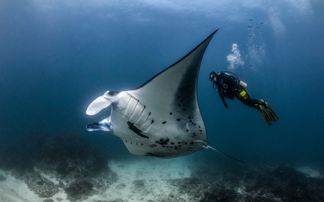 2D1N Explore Diving In Nusa Penida & Tulamben