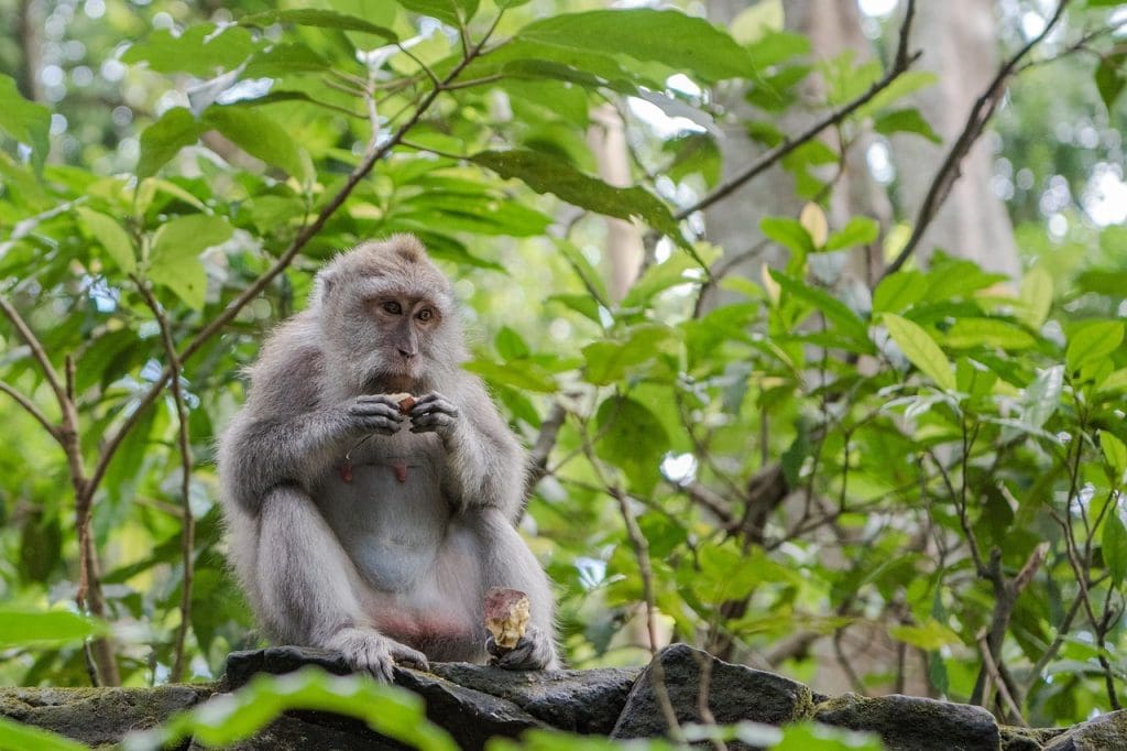 ubud bali indonesia monkey forest