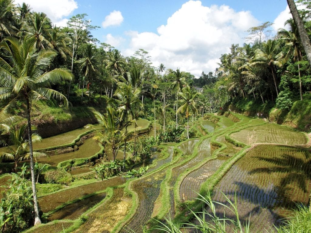 ubud bali indonesia magnificent