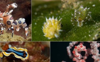 4D3N Macro Dive Package Tulamben