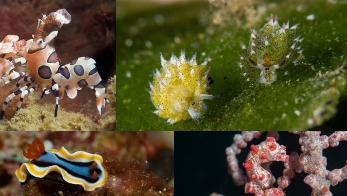 4D3N Macro Dive Package Tulamben