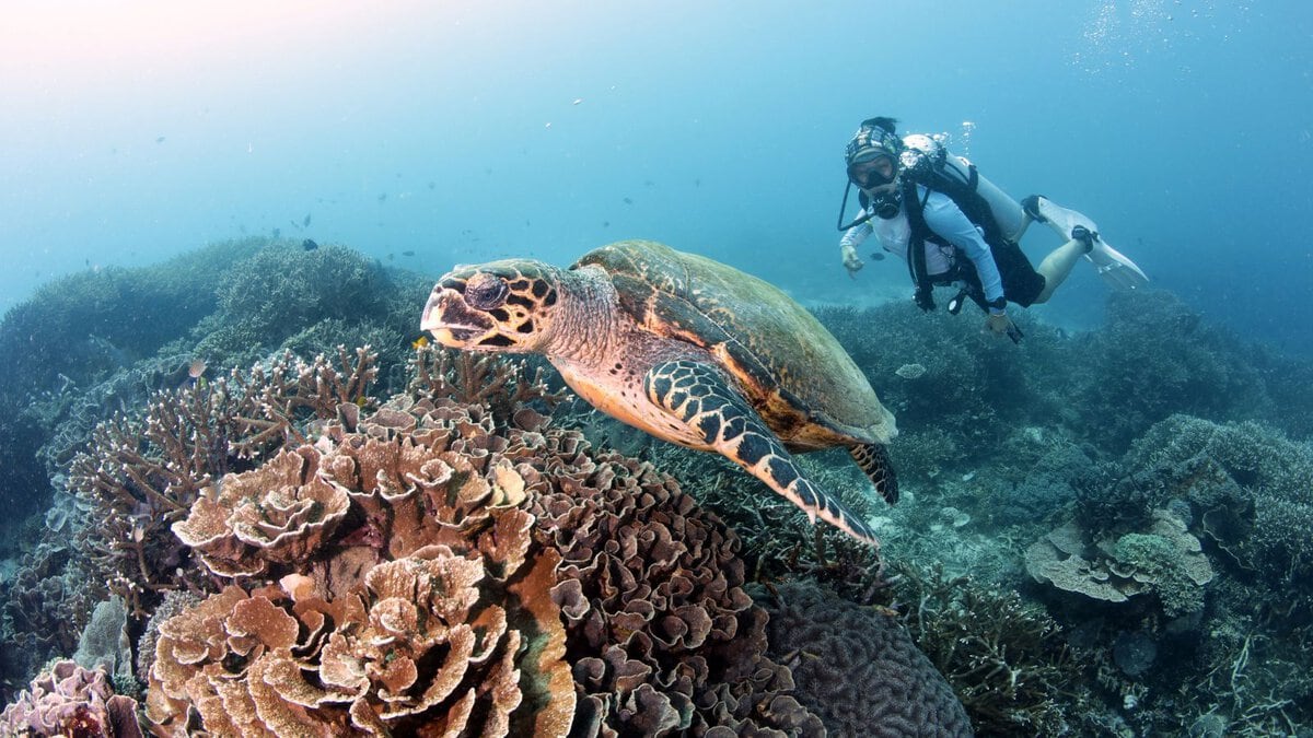 scubago dive course beginer discover scuba
