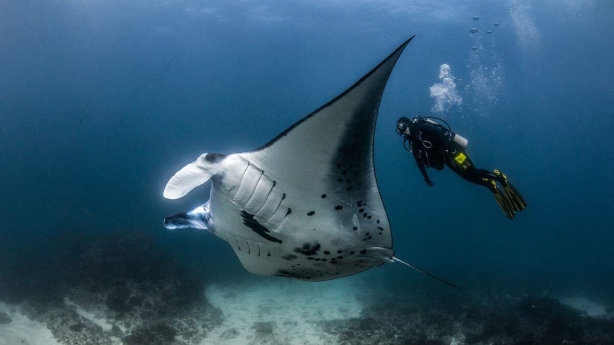 scubago dive course beginer discover scuba